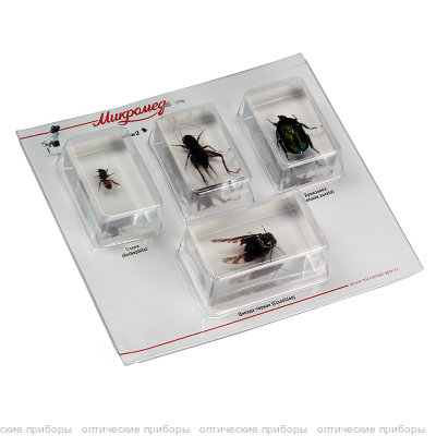 Набор насекомых Микромед 2 (Экспонаты в акриле)