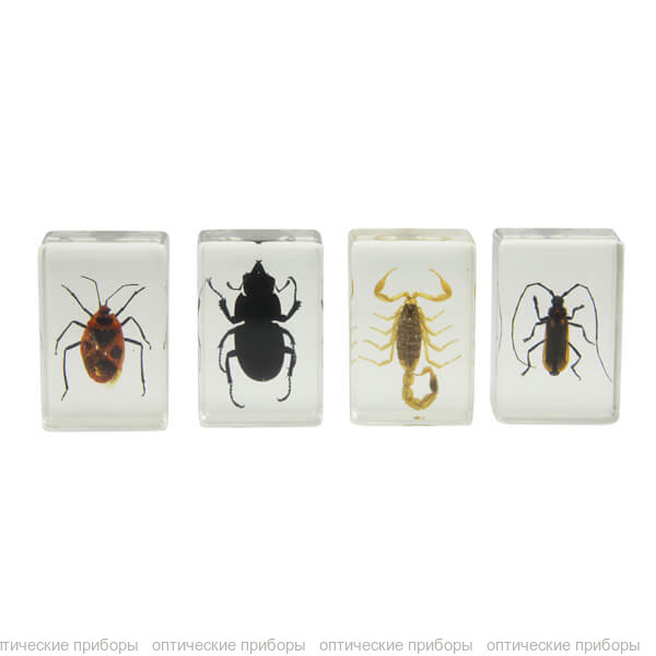 Набор 3D-образцов насекомых Celestron №1